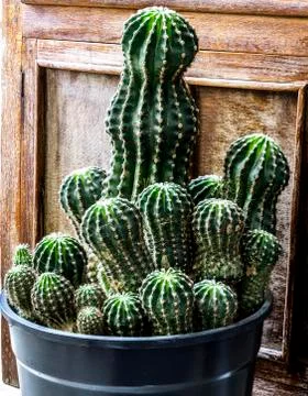 Cactus thorn Stock Photos