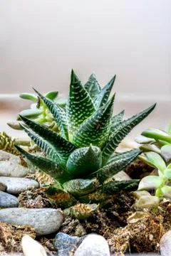 Cactus thorn Stock Photos