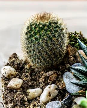 Cactus thorn Stock Photos