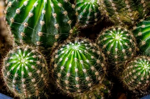 Cactus thorn Stock Photos