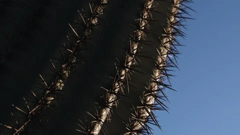 Cactus Thorns Close up Stock Footage 111348368