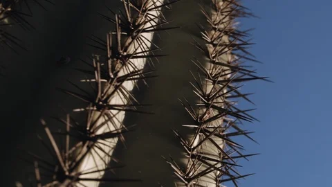 Cactus Thorns Close Up Stock Footage 111351891