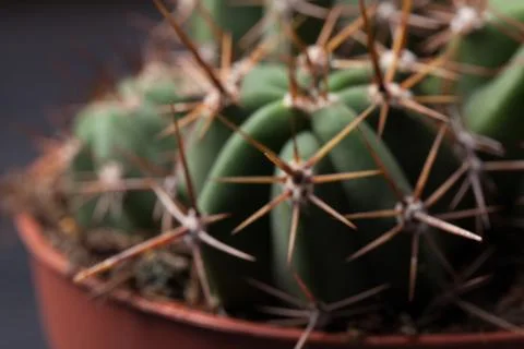 Cactus thorns close-up. Macro cactus thorns. Cactus Background Stock Photos