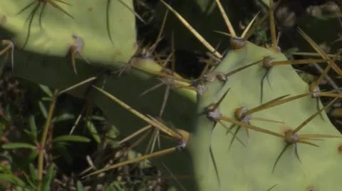Cactus thorns Stock Footage 10720679