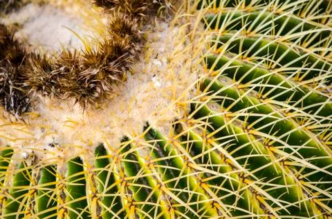 Cactus Thorns Pattern Close Up Stock Photos