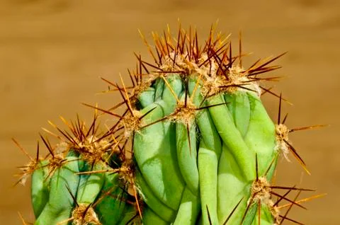 Cactus with thorns Stock Photos
