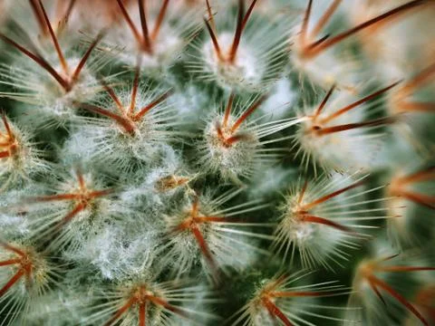 Cactus thorns Stock Photos