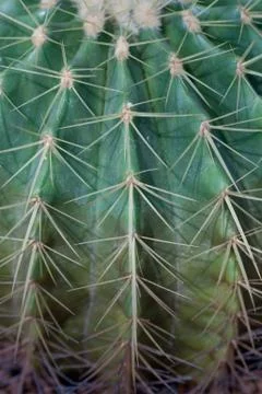 Cactus thorns Stock Photos