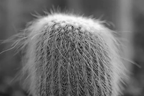 Cactus thorns Stock Photos