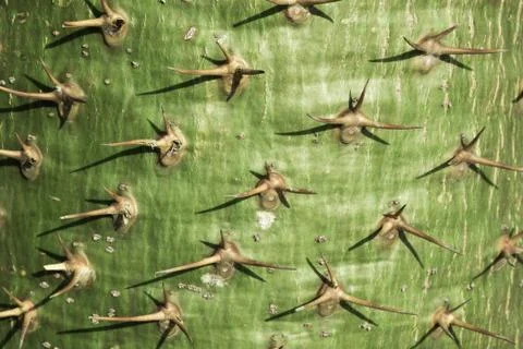 The cactus thorns. Stock Photos