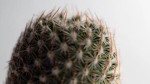 Cactus thorns Stock Photos