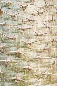 Cactus thorns texture Stock Photos