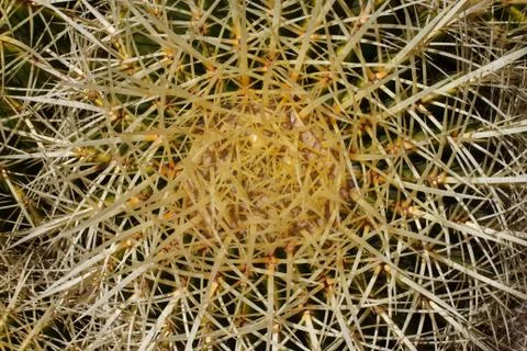 Cactus thorns top view Stock Photos
