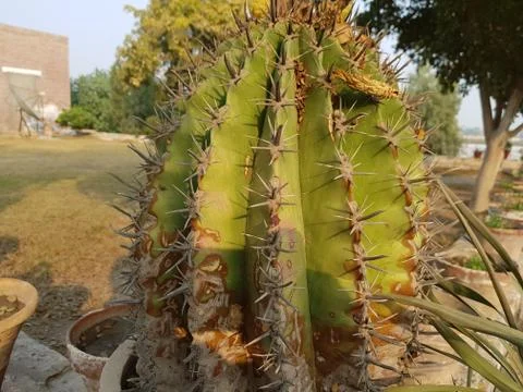 Cactus Thrones Stock Photos