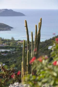 Cactus. tif Stock Photos