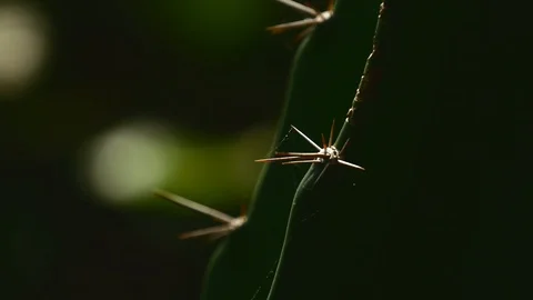 Cactus tight Stock Footage 126878684