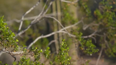 Cactus tilt and focus Stock Footage 65428853