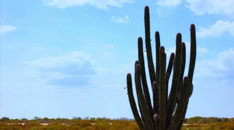 Cactus timelapse 01 Stock Footage 24805821