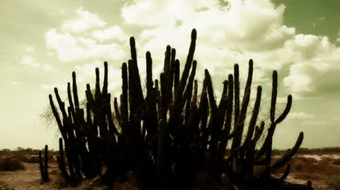 Cactus timelapse 02 Video stock 24723801