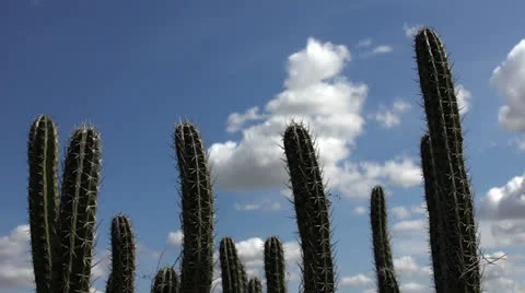 Cactus timelapse 03 Stock Footage 24728890