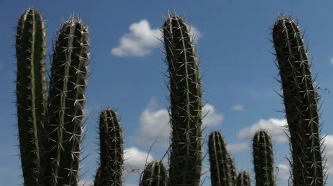 Cactus timelapse 04 Stock Footage 24743292