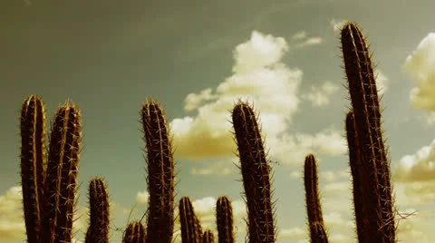 Cactus timelapse 05 Stock Footage 24738356