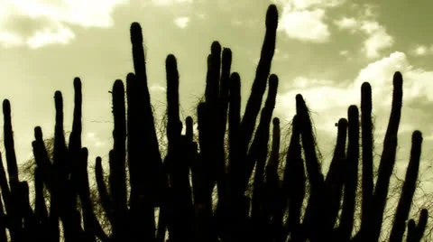 Cactus timelapse 06 Stock Footage 24742917