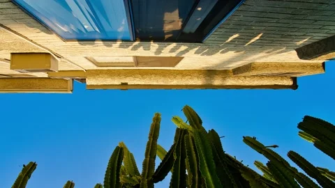 Cactus timelapse Stock Footage 210986882