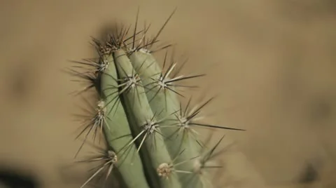 Cactus tip in desert Vídeos de archivo 10999841