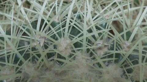 Cactus top down view Stock Footage 99222016