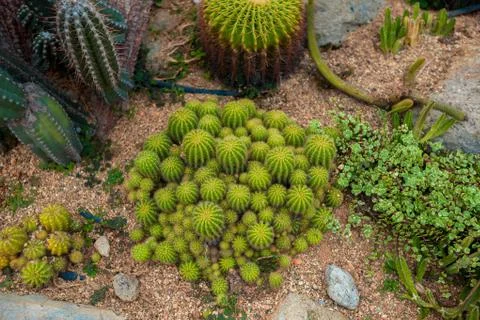 Cactus top view background texture Stock Photos