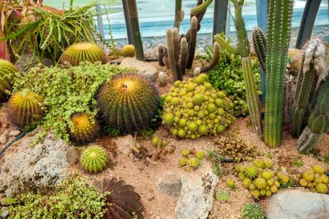 Cactus top view background texture Stock Photos