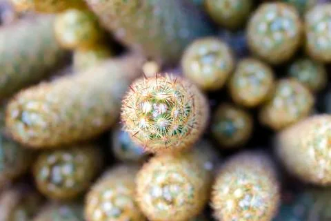 Cactus in the top view Stock-Fotos