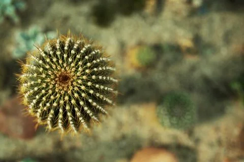 Cactus top view Photos