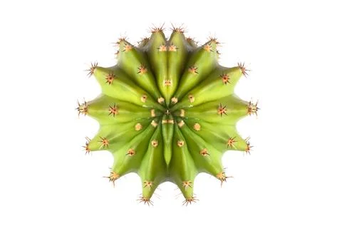 Cactus top view Stock Photos
