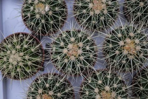Cactus topview 写真素材