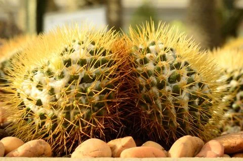 Cactus, torch thistle Stock Photos