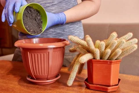 Cactus transplant. Adding and compacting the soil in a new pot. Plant care. Care Foto stock