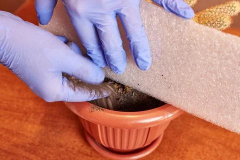 Cactus transplant. Adding and compacting the soil in a new pot. Plant care. Care Stock Photos