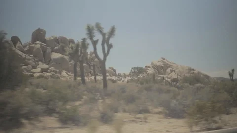 Cactus travelling 5 - Joshua Tree Stock Footage