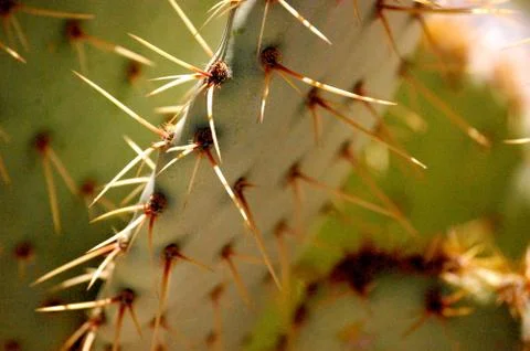 Cactus tree-1-5 Stock Photos
