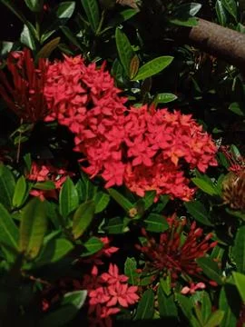 A cactus tree that blooms deep red Stock Photos