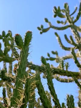 Cactus tree branches abstract background Stock Photos