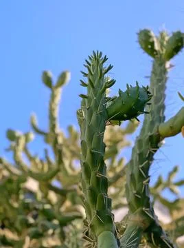 Cactus tree branches close up abstract background Foto stock