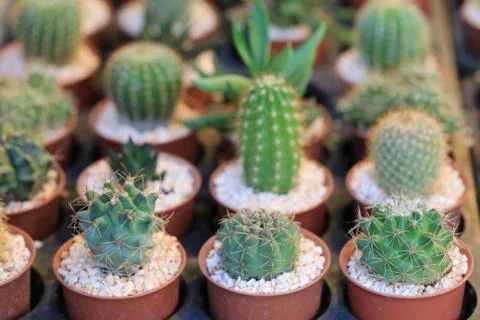 Cactus tree in flower pot. Stockfoto's