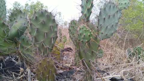 Cactus tree Stock Footage 285358973