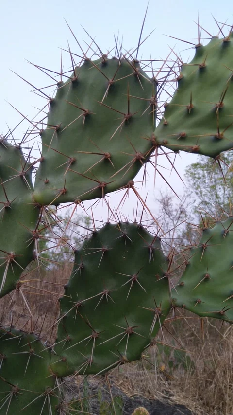 Cactus tree Stock Footage 285358977