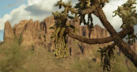 Cactus tree in front of the superstition mountains 6K 스톡 동영상 201039116