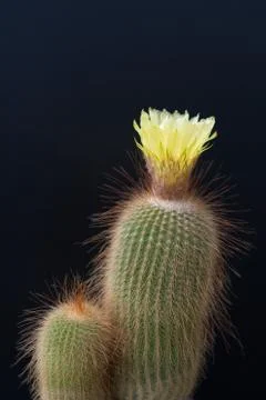 Cactus tree isolated black background Stock Photos