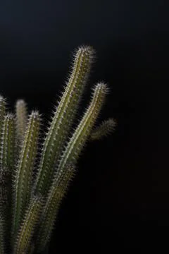 Cactus tree isolated black background Stock Photos